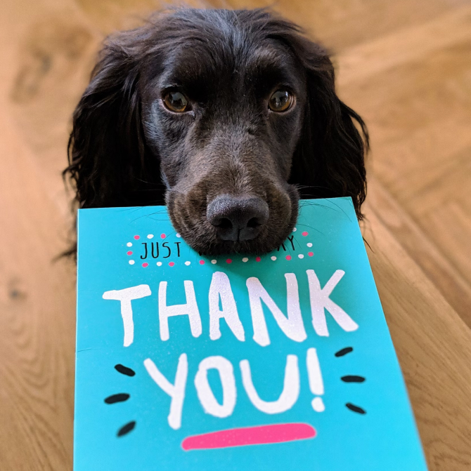 Dog holding book in his mouth